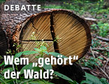 Holz in Wald