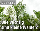 Baumspitzen in einem Wald