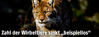 Luchs