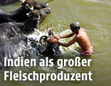 Wasserbüffel in Indien