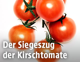 Kirschtomaten