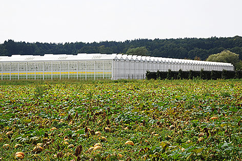 Gemüse-Glashaus