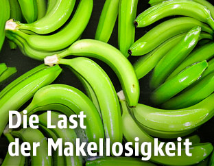 Grüne Bananenstauden