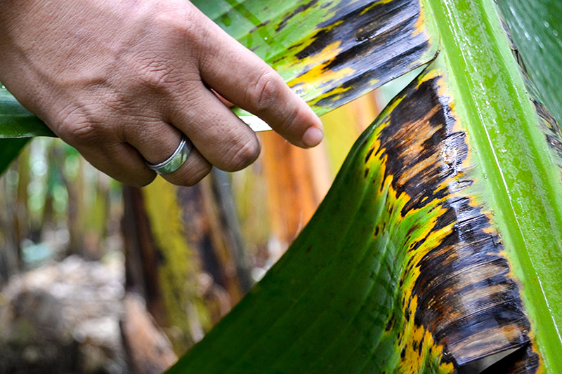 © ORF.at/Valentin Simettinger Bananenplantage in Ecuador