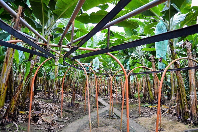 © ORF.at/Valentin Simettinger Bananenplantage in Ecuador