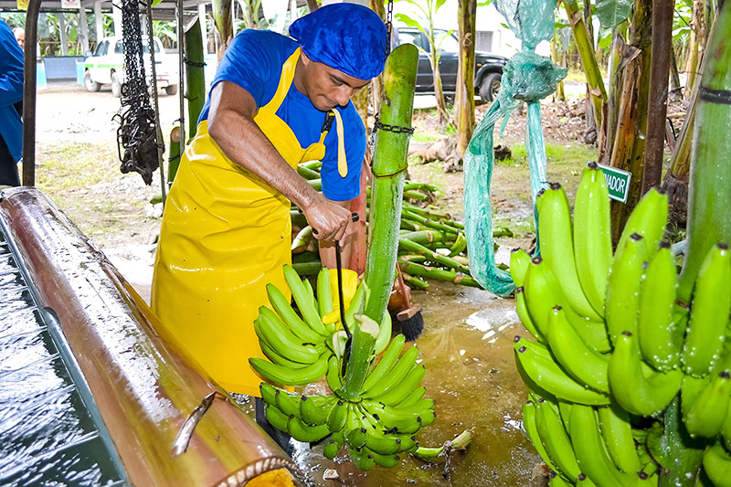 © ORF.at/Valentin Simettinger Bananenplantage in Ecuador