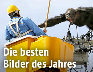Ein Affe attackiert einen Arbeiter