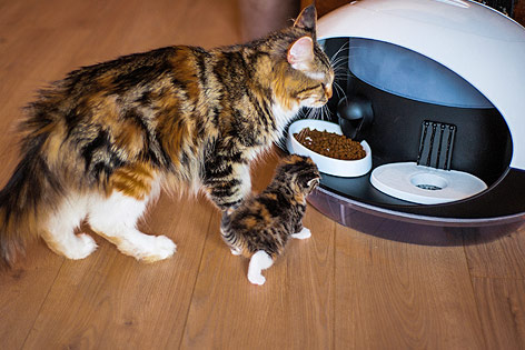 Fütterautomat für Katzen