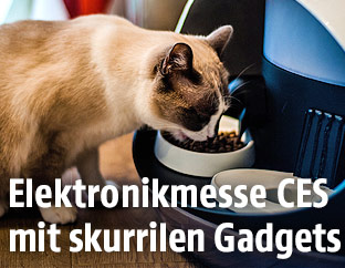 Eine Katze frisst aus einer Katzenfüttermaschine