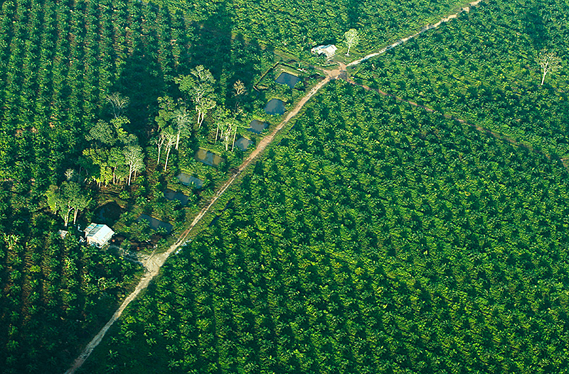 Palmölplantage in Indonesien