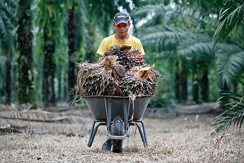 Palmölplantage in Malaysien