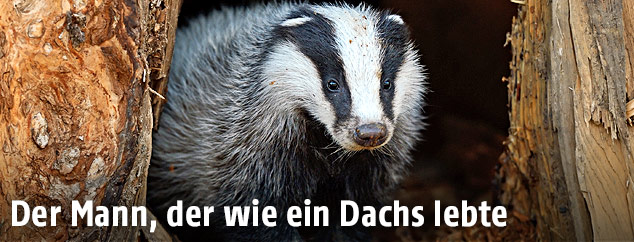 Dachs
