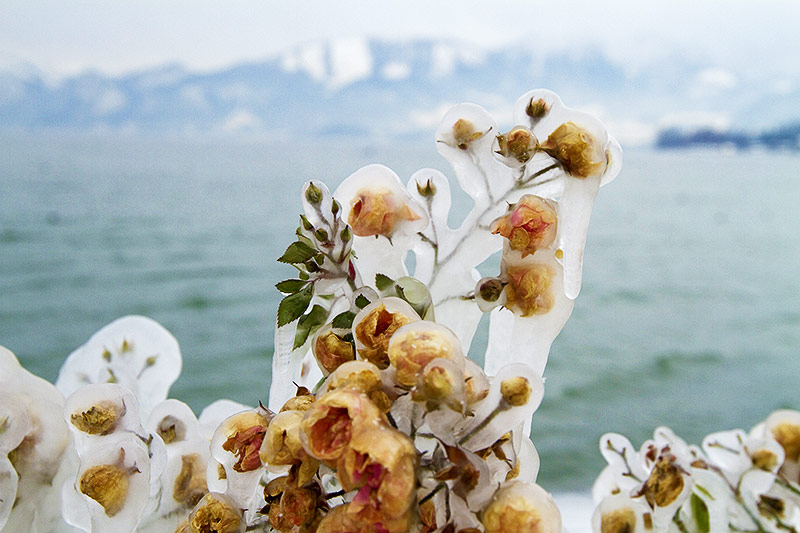 © ORF.at/Carina Kainz Vereiste Blüten