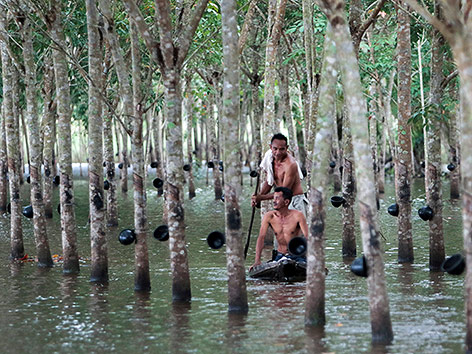 © Reuters/Surapan Boonthanom Überflutete Kautschuk-Plantage in Thailand