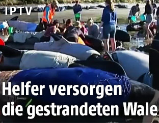 Helfer und gestrandete Wale