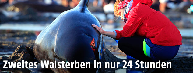Frau legt ihre Hand auf einen gestrandeten Grindwal