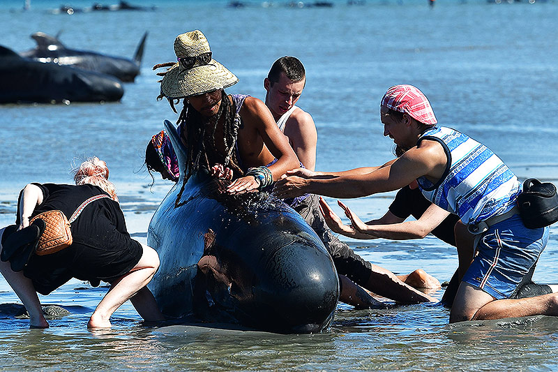 © APA/AFP/Marty Melville Gestrandete Wale und Helfer in Neuseeland