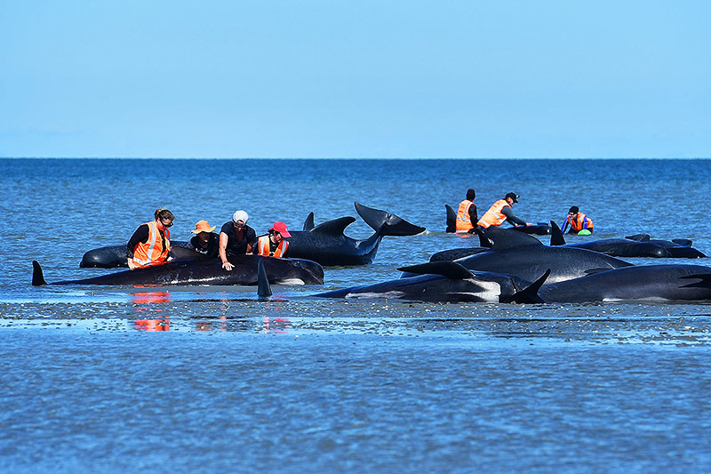 © APA/AFP/Marty Melville Gestrandete Wale und Helfer in Neuseeland