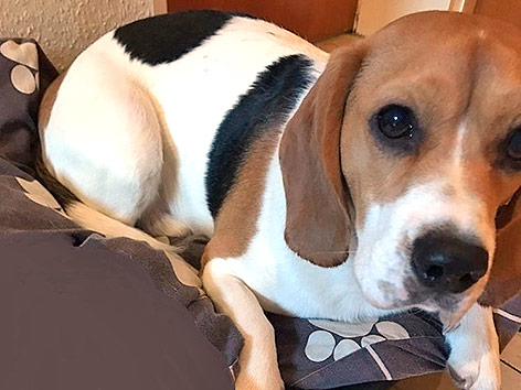 © presseportal.de Ein von der deutschen Polizei veröffentlichtes Foto von einem Hund