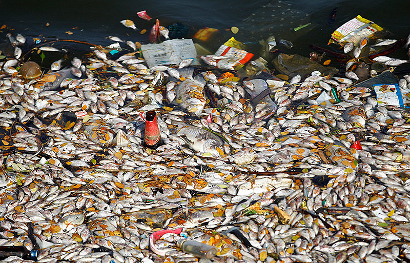 © AP/Aijaz Rahi Tote Fische in einem See in Bangalore