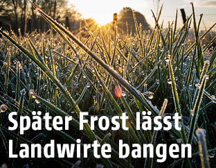 Gefrorenes Tauwasser auf Grashalmen