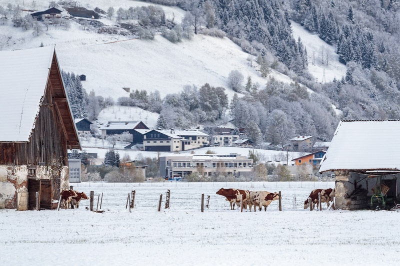 © APA/EXPA/JFK Eindrüche vom späten Wintereinbruch