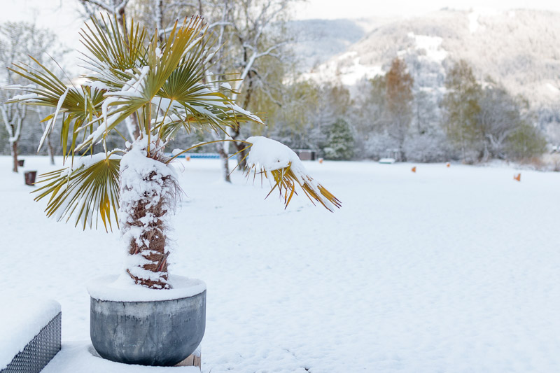 © APA/EXPA/JFK Eindrüche vom späten Wintereinbruch