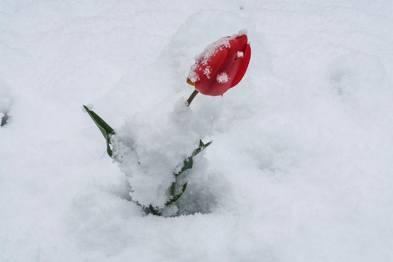 © Reuters/Dominic Ebenbichler Eindrüche vom späten Wintereinbruch