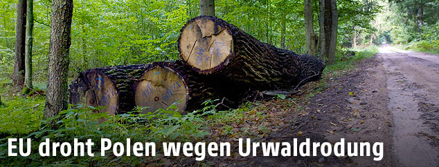 Wald