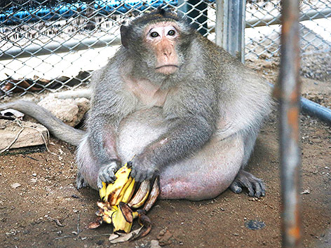 © APA/AP/Sakchai Lalit Fetter Affe namens "Fetter Onkel"