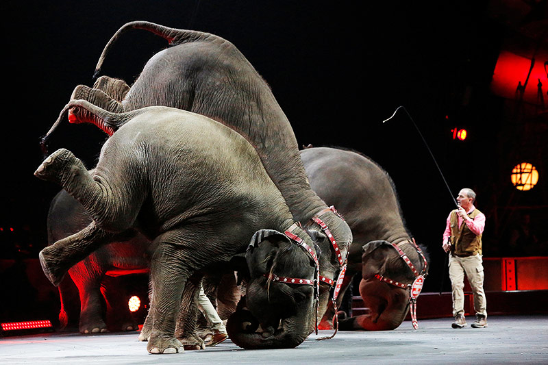 © Reuters/Andrew Kelly Performance der Ringling Bros.