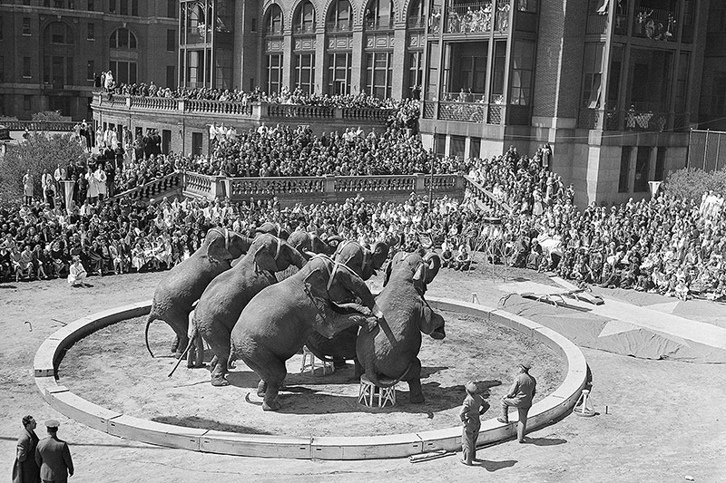 © APA/AP Performance der Ringling Bros.