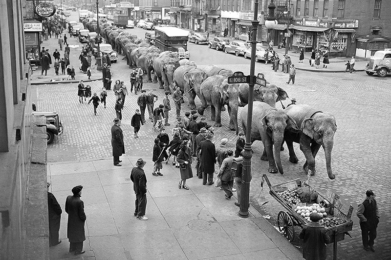© APA/AP/Harry Harris Performance der Ringling Bros.