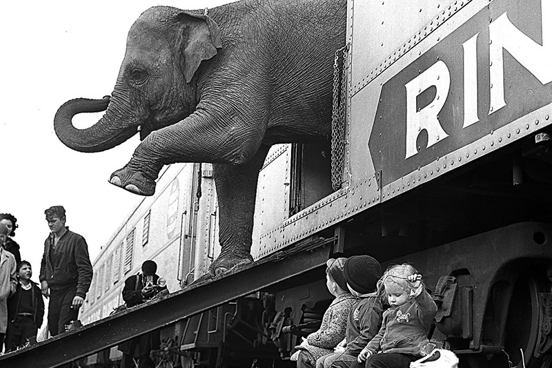 © APA/AP Elefant der Ringling Bros.