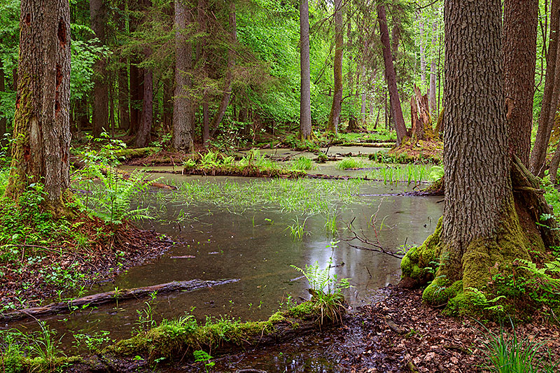 © Greenpeace/Adam Lawnik Eindruck aus dem Urwald in Bialowieza