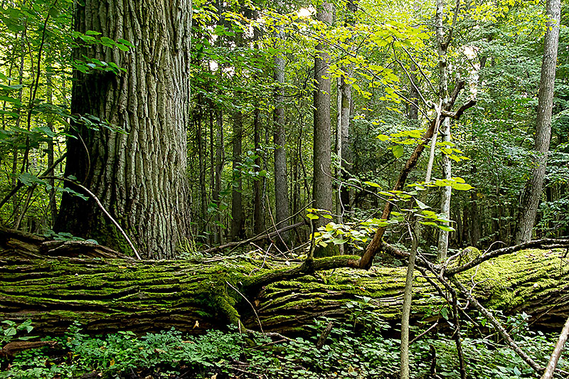 © Greenpeace/Adam Wajrak Eindruck aus dem Urwald in Bialowieza