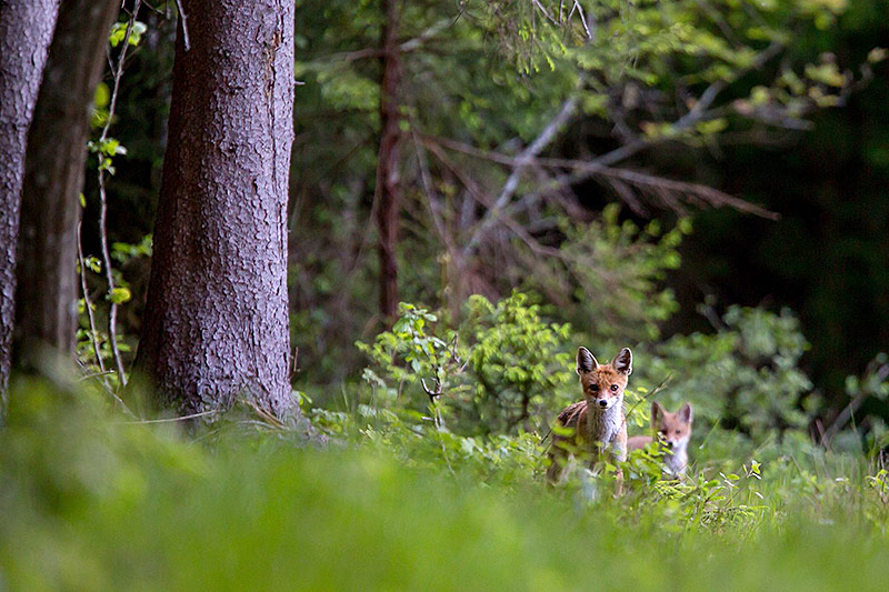 © Greenpeace/Adam Wajrak Füchse im Urwald in Bialowieza