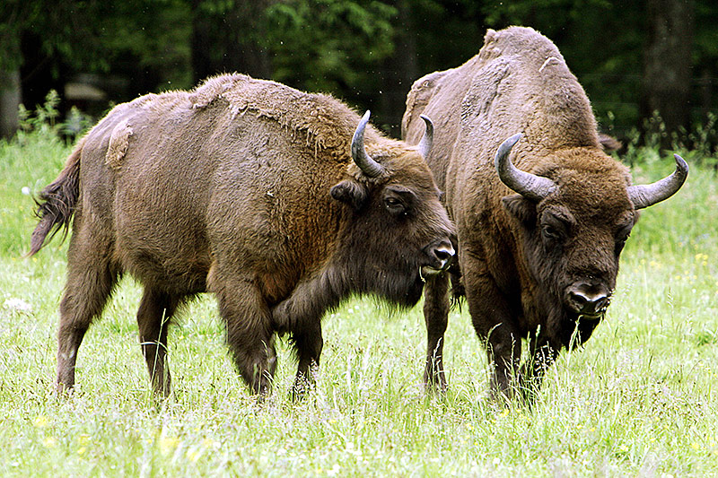 © APA/AFP/Janek Skarzynski Bisons im Urwald in Bialowieza
