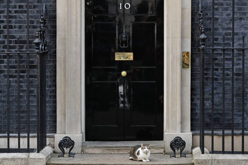 © APA/AP/Matt Dunham Larry die Downing-Street-Katze