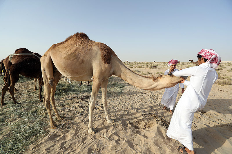 © APA/AFP/Karim Jafaar Ein Katarer mit einem Kamel
