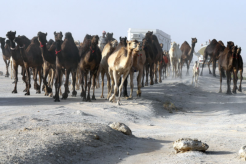 © APA/AFP/Karim Jaafaar Kamele