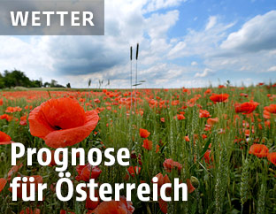 Wolken ziehen über ein Mohnfeld nahe Großebersdorf, Niederösterreich
