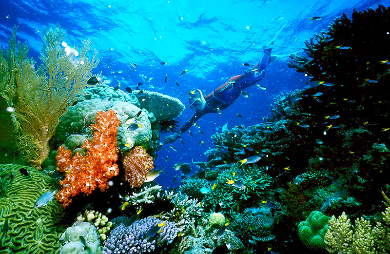 Korallen im Great Barrier Reef