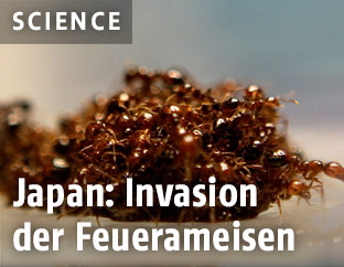Feuerameisen