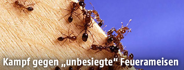 Feuerameise Solenopsis invicta