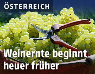 Weintrauben