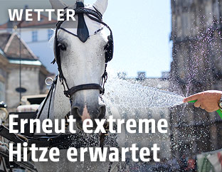 Ein Fiakerpferd wird mit Wasser gespritzt