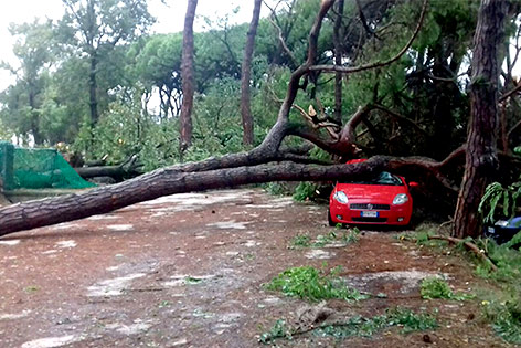© EBU/ITRAI Umgestürzter Baum
