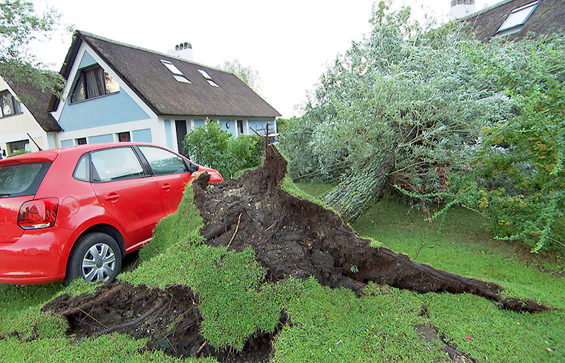 Umgestürzter Baum in Weiden am See