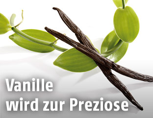 Vanilleschoten